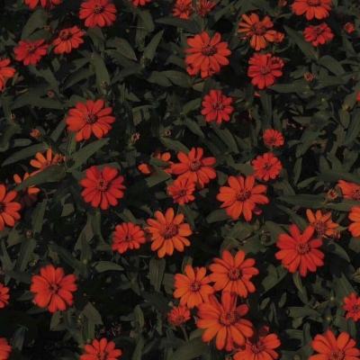 云顶集团下载手机版